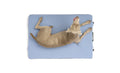 HEST Dog Bed 2