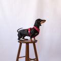 Bordeaux - Comfort Dog Harness 3