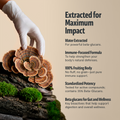 Organic Turkey Tail Mushroom Powder 2