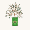 Successful Endeavors Emerald May Birthday Tree 1