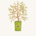 Creative Spark Peridot August Birthday Tree 1