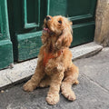 Terracotta - Comfort Dog Harness 3