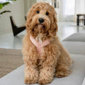 Powder Rose - Comfort Dog Harness 3