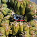 Naruto™ Jiraiya Headband Ring 6