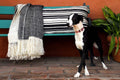Harlequin Luxury Throw Blanket 2
