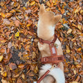 Clay - Velvet Dog Harness 3