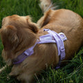 Lilac - Velvet Dog Harness 3