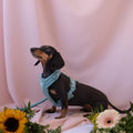 Blue - Comfort Dog Harness 3