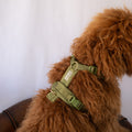 Green - Comfort Dog Harness 3