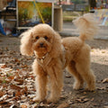 Tan - Comfort Dog Harness 3