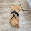 Black - Comfort Dog Harness 3
