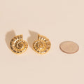 Shell Swirl Stud Earrings 7
