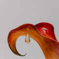 LAKA® Honey™ 6